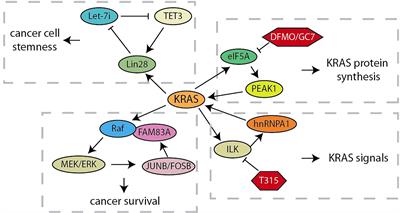 The Role of Feedback Loops in Targeted Therapy for Pancreatic Cancer